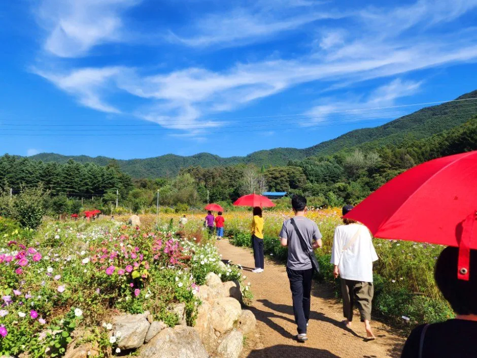 원주용수골가을꽃축제