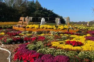 드림파크 국화축제